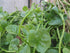 Malabar Spinach Seeds